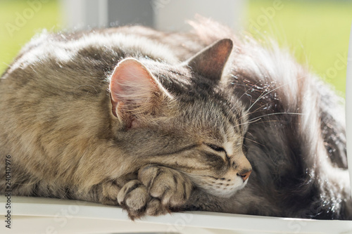 Fototapeta Naklejka Na Ścianę i Meble -  Cute siberian cat outdoor, long haired hypoallergenic animal