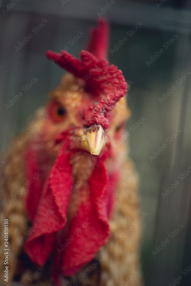 close-up of a rooster
