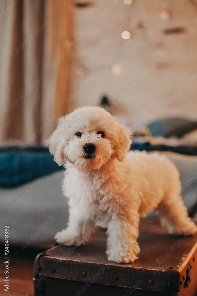 cute white puppy is looking at the camera