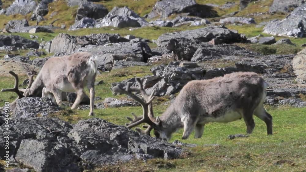 Reindeer eating from grass in Spitsbergen Norway Reindeer eating from grass in Spitsbergen Norway