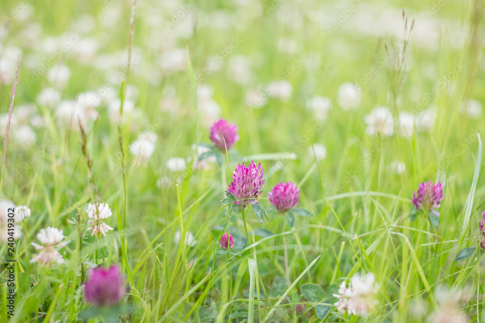 wild meadow pink clover flower in green grass in field in natural soft sunlight, Summer season,Autumn outdoor vintage photo with pastel colors and romantic atmosphere.environment day.Selective focus wild meadow pink clover flower in green grass in field in natural soft sunlight, Summer season,Autumn outdoor vintage photo with pastel colors and romantic atmosphere.environment day.Selective focus