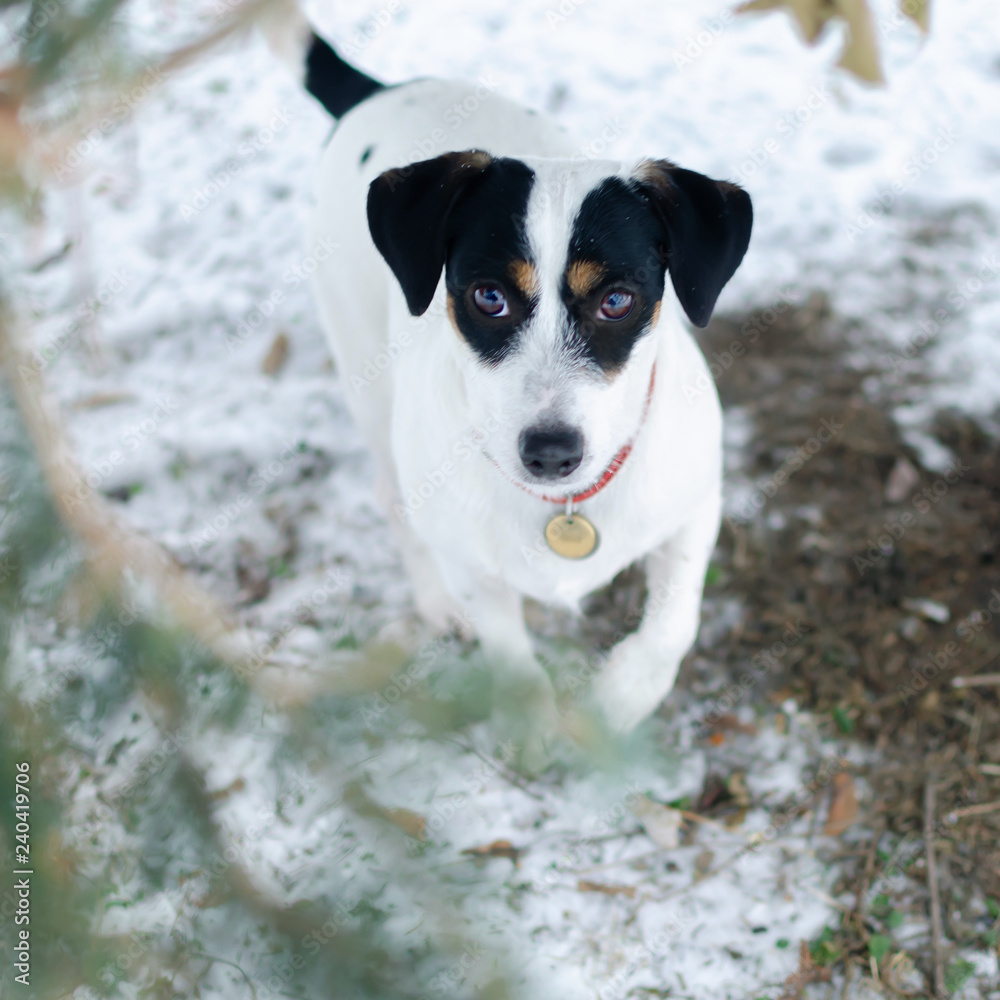 Jack Russell Terrier. Walking outdoors in the winter. How to protect your pet from hypothermia. 