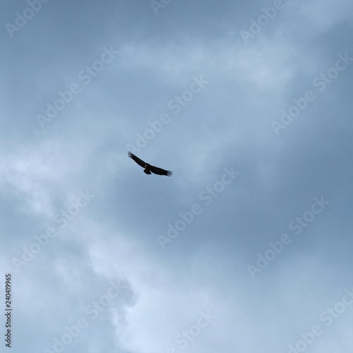 vulture sights in Idanha-a-nova. Castelo Branco, Portugal