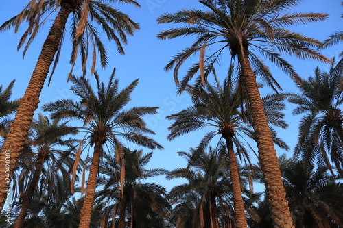 palm trees against blue sky