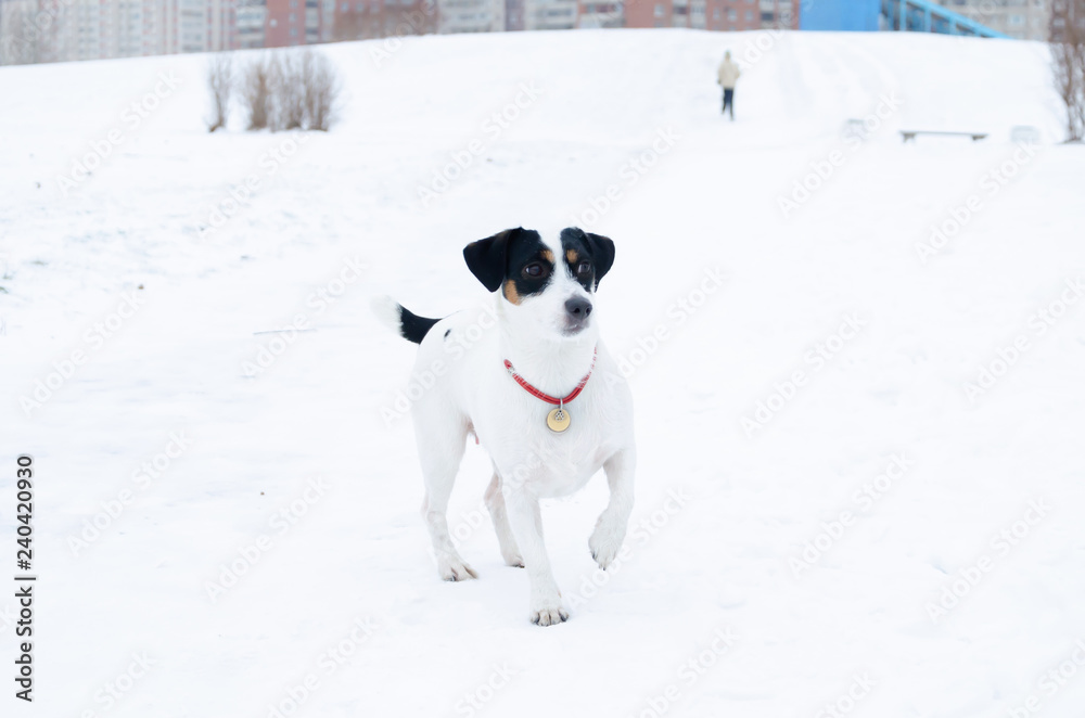 Jack Russell Terrier. The dog performs the commands of its owner. Walking outdoors in the winter.  How to protect your pet from hypothermia. 
