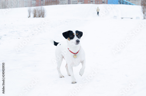 Jack Russell Terrier. The dog performs the commands of its owner. Walking outdoors in the winter. How to protect your pet from hypothermia. 