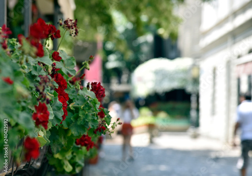 Red geranium flowers on the European street in the summer
