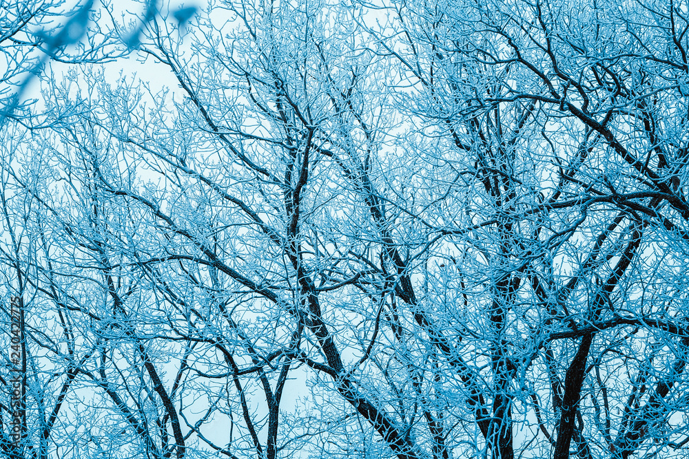 winter forest and branches in the snow during the day winter forest and branches in the snow during the day