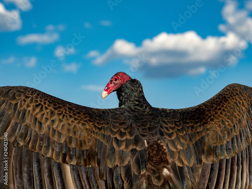 Turkey Vulture