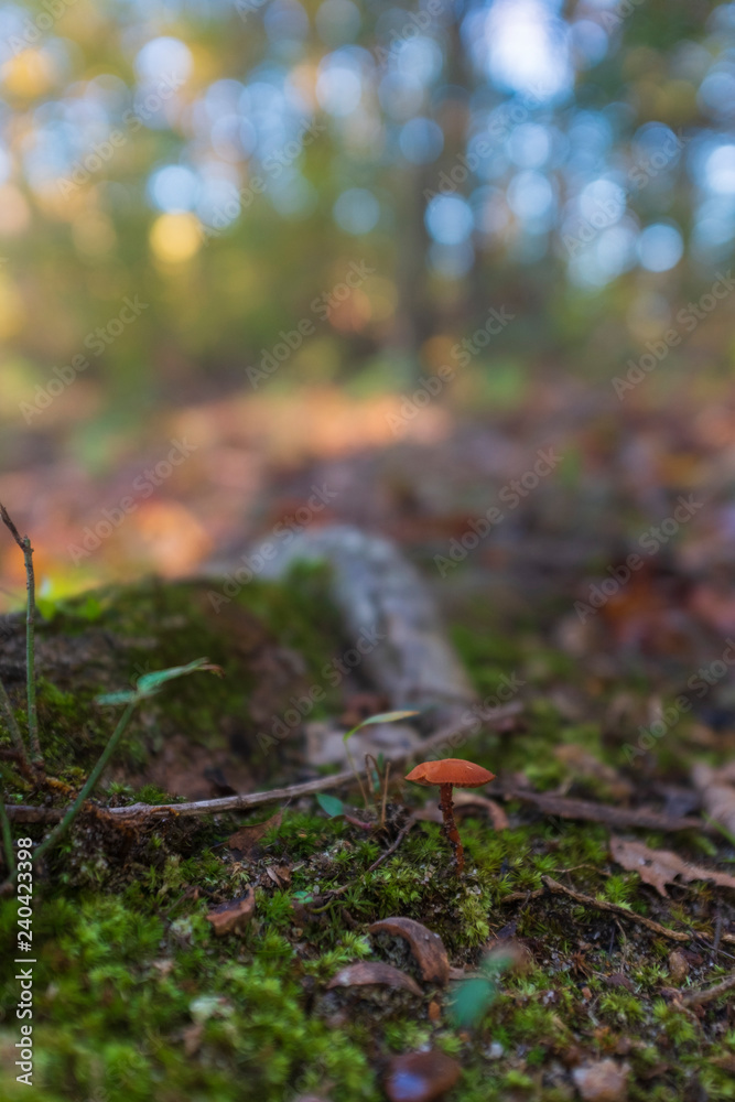 tiny red mushroom in the forest tiny red mushroom in the forest