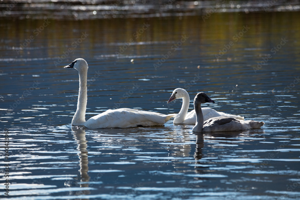 Fototapeta premium Trumpeter Swans in Water