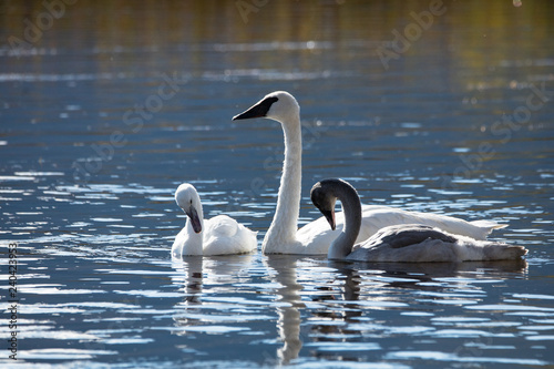 Trumpeter Swans in Water
