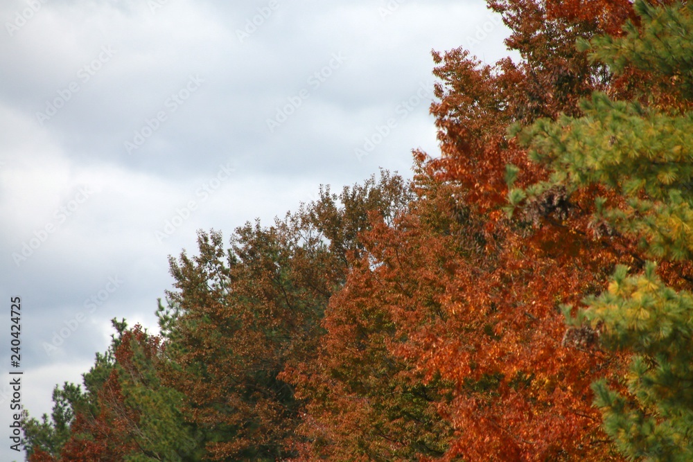 Trees with Leaves Changing Color from Green to Red against a Cloudy Overcast Sky in Late October in Burke, Virginia
