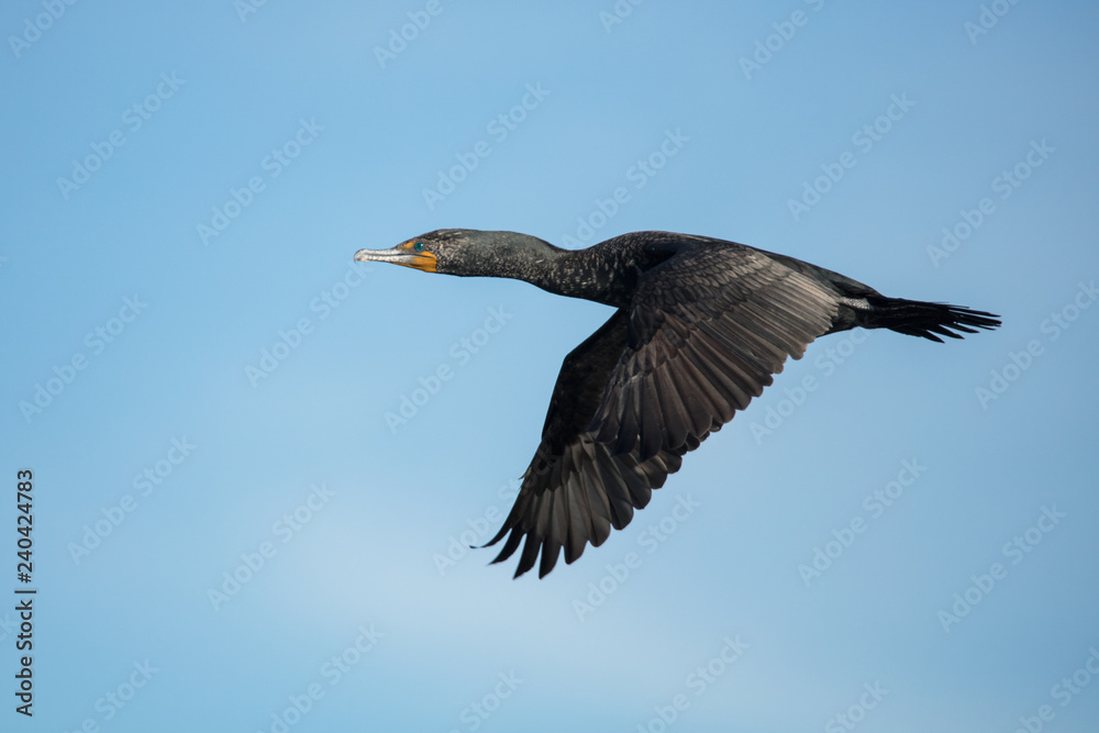 double crested cormorant flying