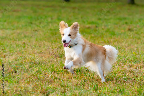 Border collie. The dog catches the frisbee on the fly. The pet plays with its owner. Harmonious relationship with the dog: education and training.