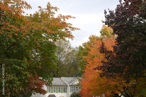 Trees with Leaves Changing Colors in Front of White Townhomes in an Overcast Day in Burke, Virginia