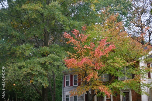 Trees with Leaves Changing Colors in Front of Brick Townhomes in an Overcast Day in Burke, Virginia
