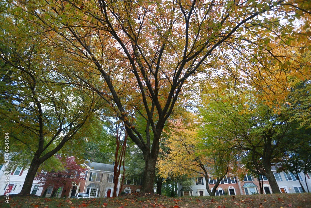 Trees with Leaves Changing Colors Overlooking Victorian-Style Townhomes in a Sunny Afternoon in October in Burke, Virginia