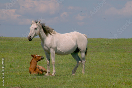 White Horse With Foal