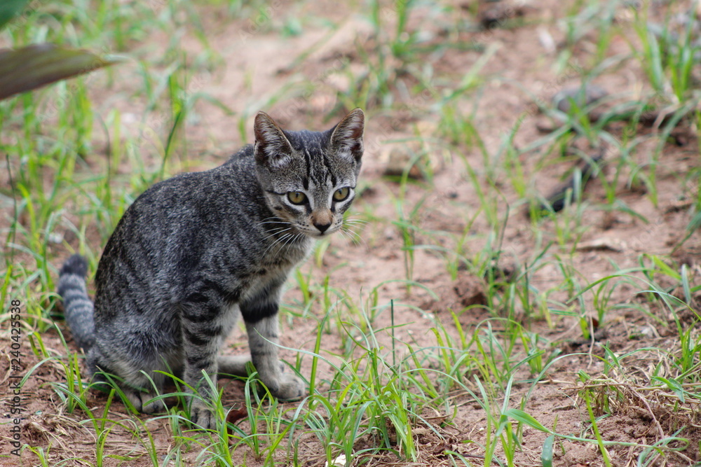 Gato