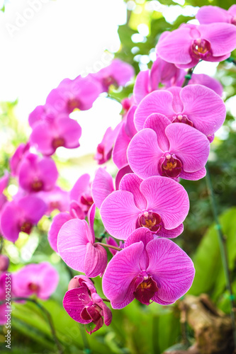 Closeup pink orchid flowe.