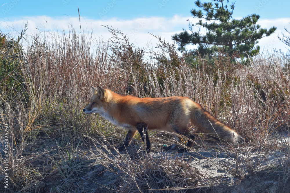 Naklejka premium Red Fox by the Beach