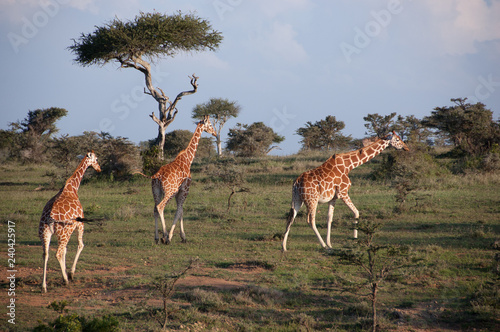 Canvas Print herd of giraffes in africa