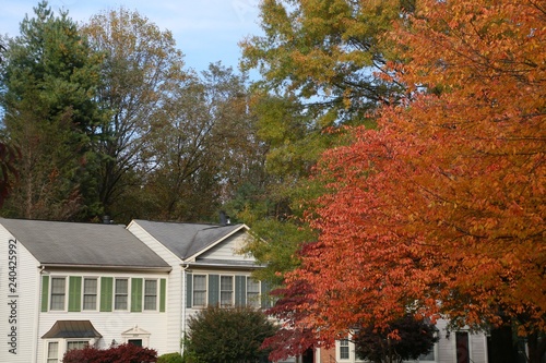 Trees with Red Leaves Overlooking Victorian-Style Townhomes in a Sunny Afternoon in October in Burke, Virginia