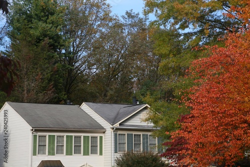 Trees with Red Leaves Overlooking Victorian-Style Townhomes in a Sunny Afternoon in October in Burke, Virginia