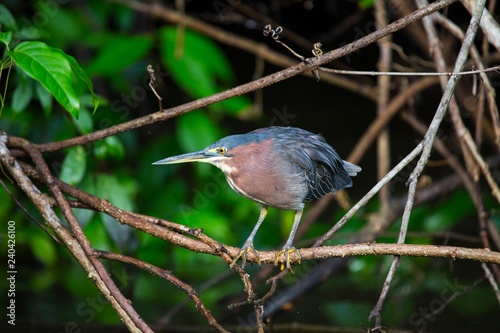 Agami Heron (Agamia agami) photo