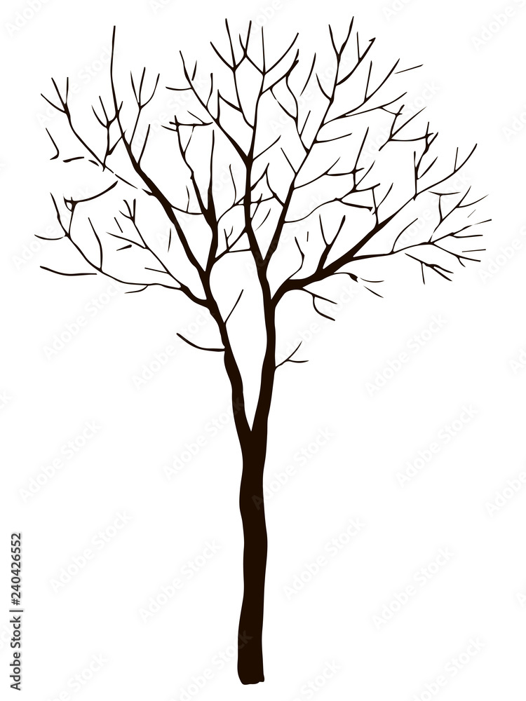 Black vector contour of deciduous simple thin branched tree without leaves object isolated on white background Black vector contour of deciduous simple thin branched tree without leaves object isolated on white background