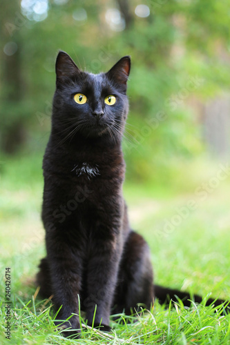 Beautiful bombay black cat portrait with yellow eyes and attentive look in green grass in nature