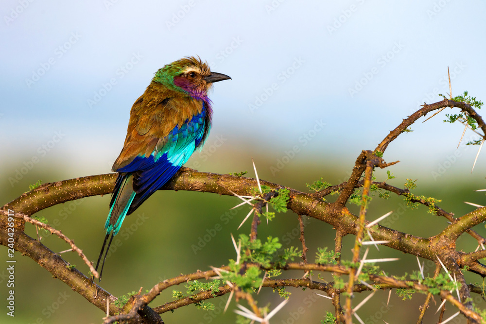 Lilac-breasted roller or Coracias caudatus perches on twig Lilac-breasted roller or Coracias caudatus perches on twig