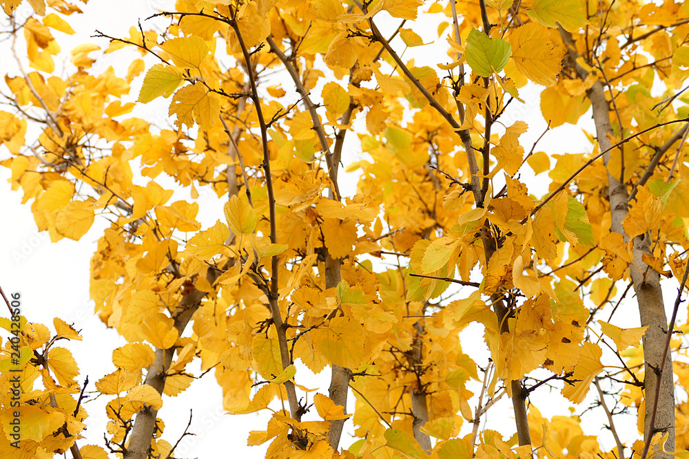 yellowed leaves of trees in autumn, yellowed trees in autumn, leaves white background yellowed leaves of trees, yellowed leaves of trees in autumn, yellowed trees in autumn, leaves white background yellowed leaves of trees,
