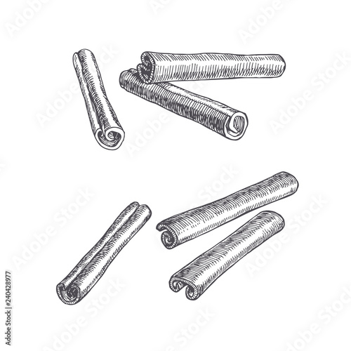 Vector vintage illustration of cinnamon isolated on white. Spice in sketch style