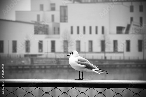 seagull in town photo