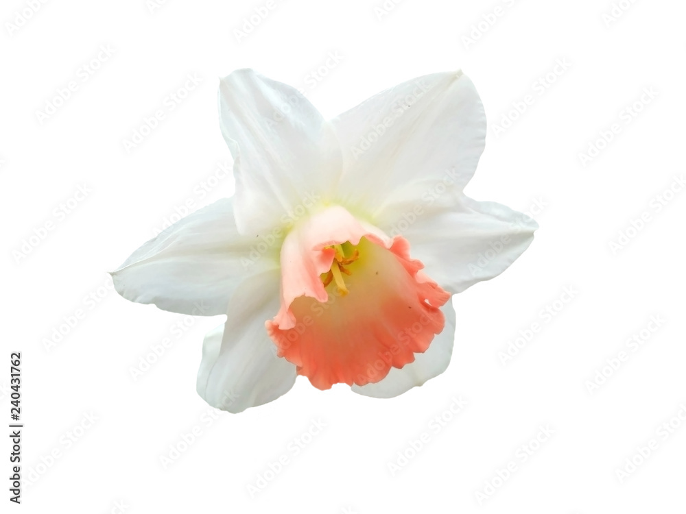 Orange and white nascissus flower bud, isolated Orange and white nascissus flower bud, isolated