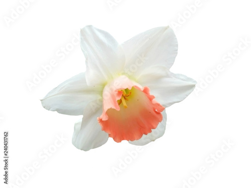 Orange and white nascissus flower bud, isolated