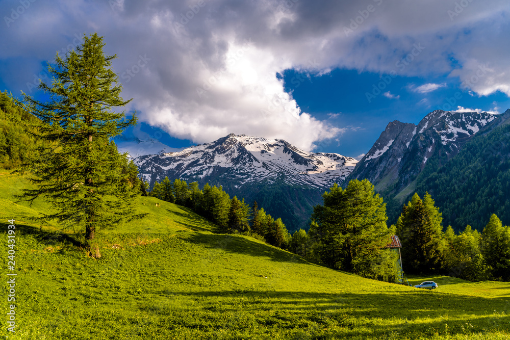 Pine trees in fields in Alp mountains, Martigny-Combe, Martigny,