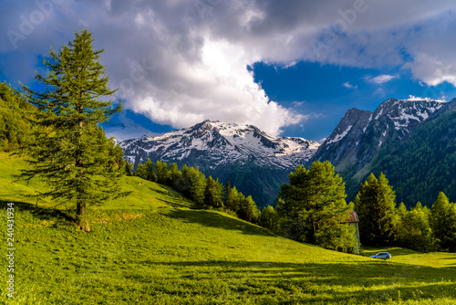Wallpaper Mural Pine trees in fields in Alp mountains, Martigny-Combe, Martigny, Torontodigital.ca