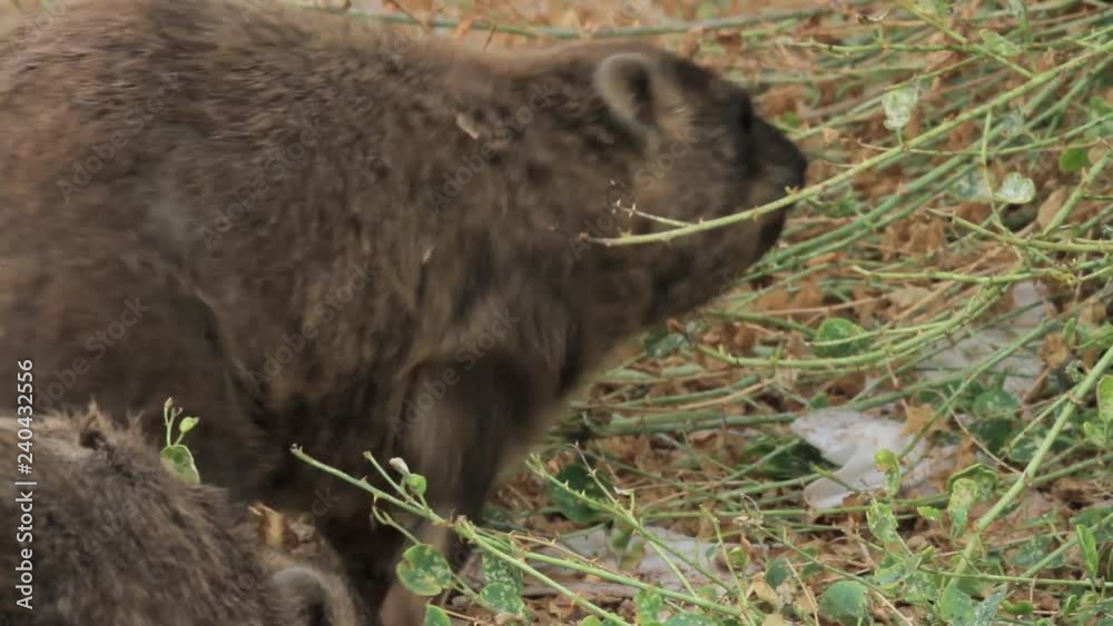 Rock hyrax walking in the grass Rock hyrax walking in the grass