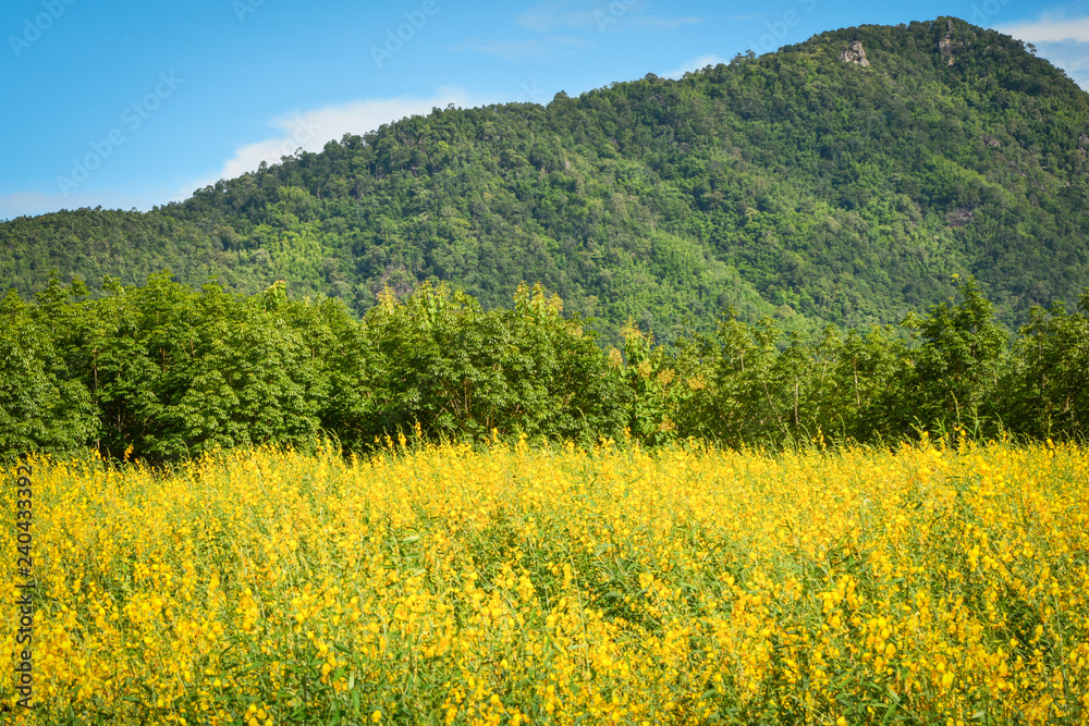 yellow field in blue sky and mountain background - Beautiful landscape Spring flower Sunhemp field