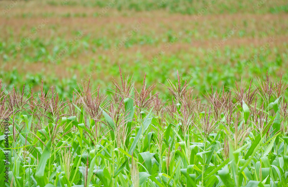 Corn field background / Green corn field with flower corn growing up in the agriculture area Corn field background / Green corn field with flower corn growing up in the agriculture area