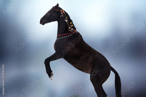 A beautiful black horse in Christmas decorations is standing on its hind legs