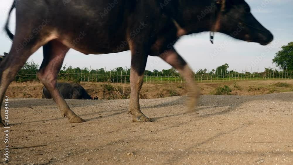 Herd of water buffaloes coming back from the river after bath over a rural path Herd of water buffaloes coming back from the river after bath over a rural path
