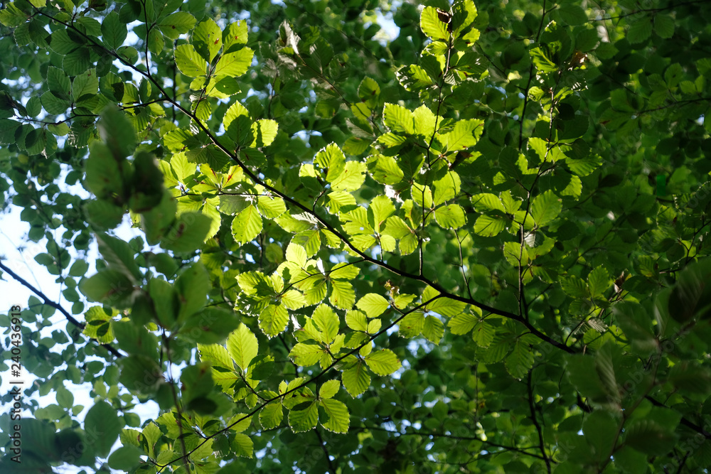 Frische grüne Blätter des Blätterdach einer Buche im warmen, klaren Sonnenschein im natürlichen Wald