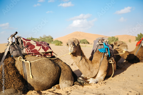 camel tour in the sahara desert © Dennis
