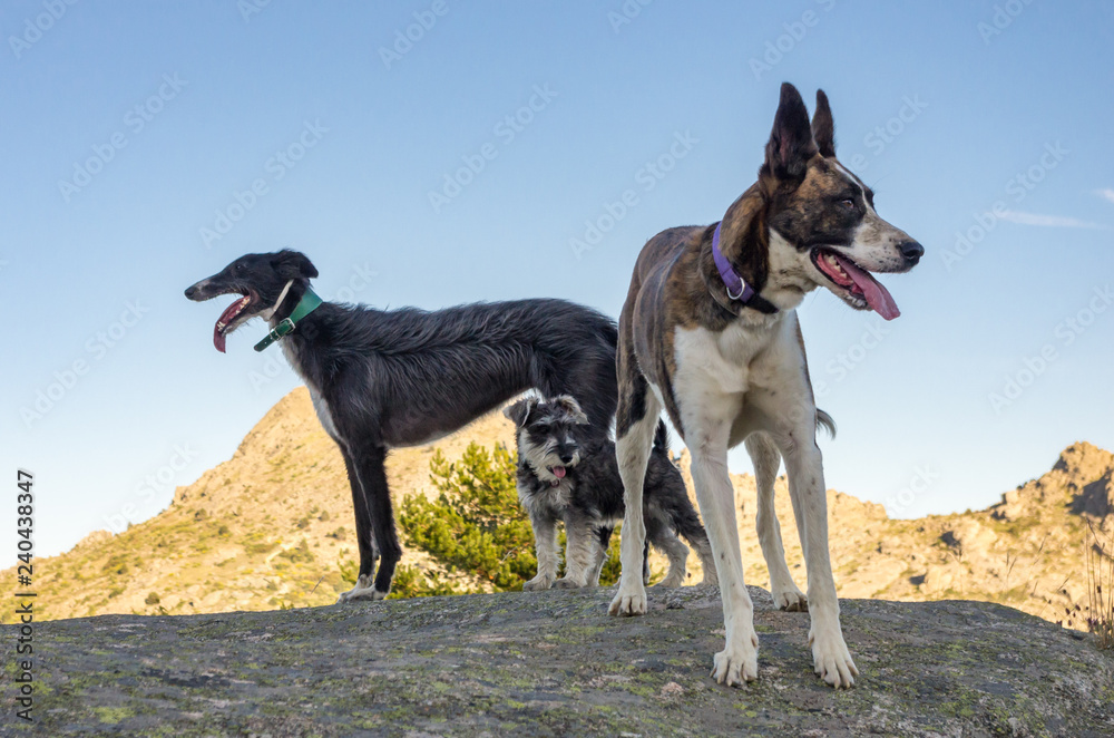 three dogs posing on top of a rock in spring