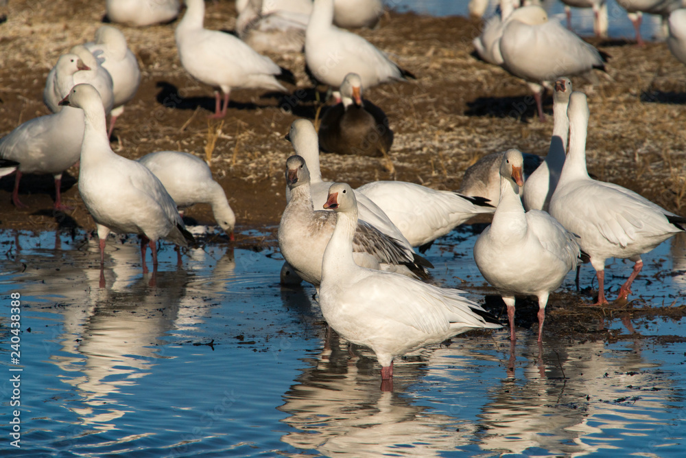 Obraz premium flock of geese