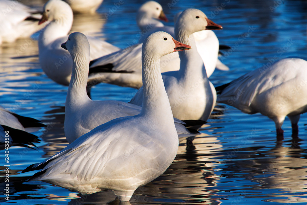 Snow Geese at Bosque Del Apache National Wildlife Refuge